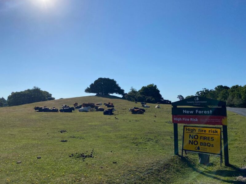 New Forest Discovery Walk (Lyndhurst) - Historical Significance