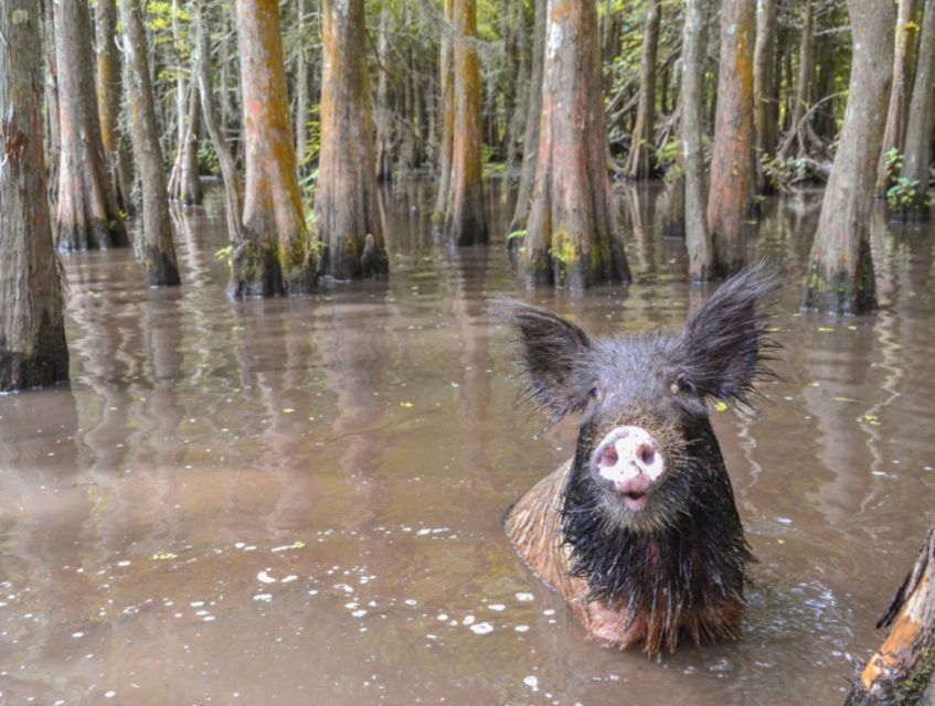 New Orleans: Airboat or Pontoon Boat Cruise With Transfers - Airboat or Pontoon Boat?