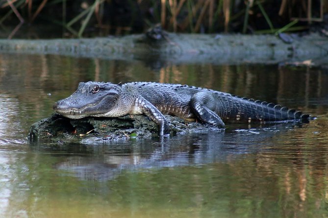New Orleans Airboat Ride - Reviews