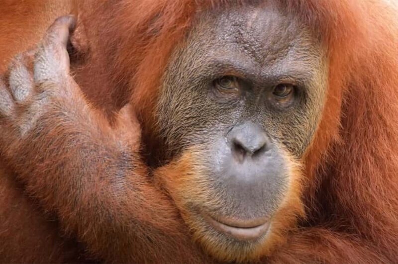 New Orleans: Audubon Zoo or Combo Ticket - What Makes the Audubon Zoo Stand Out?