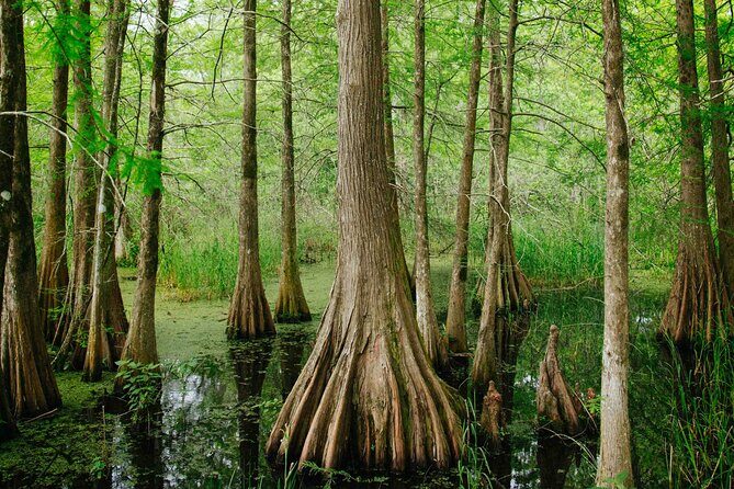 New Orleans Favorites and Creole Culture VIP Tour - Price and Value Analysis