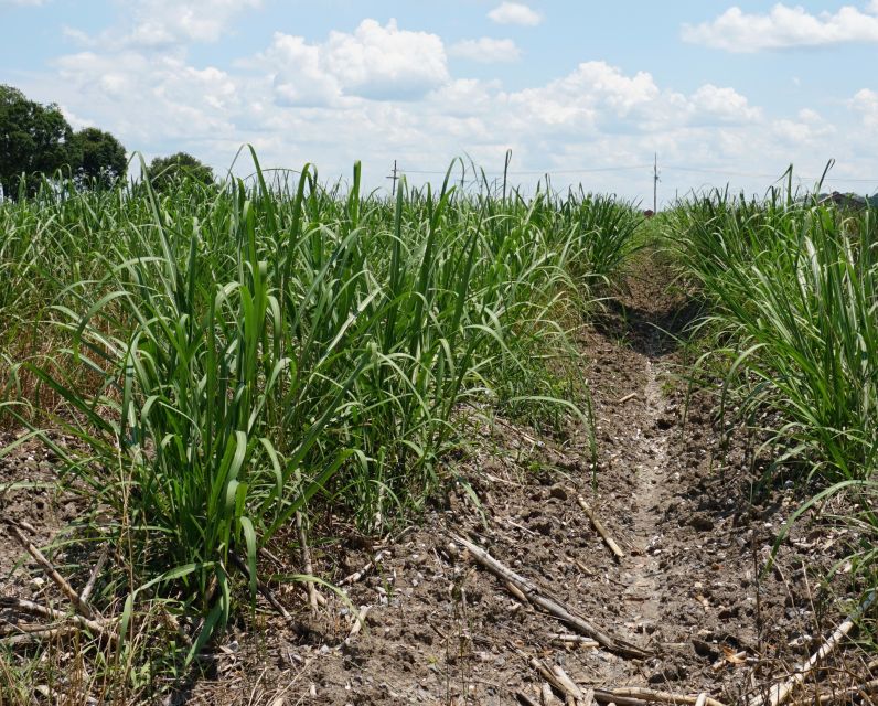 New Orleans: Felicity Plantation Guided Tour - Frequently Asked Questions
