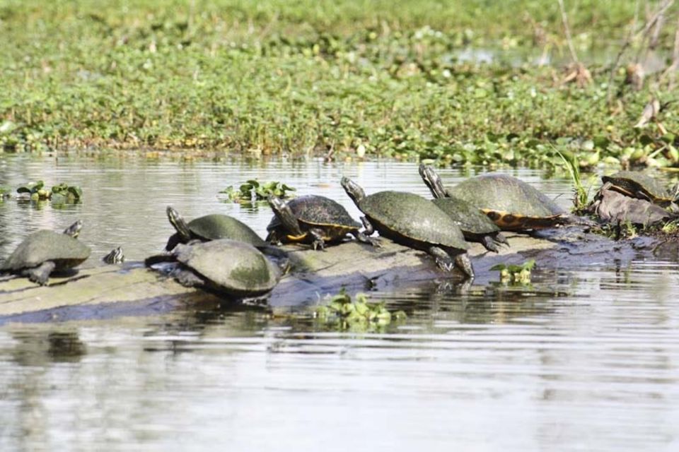 New Orleans: High Speed 16 Passenger Airboat Ride - Diverse Wildlife Encounters