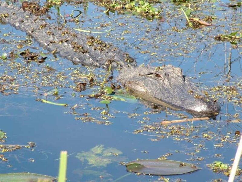 New Orleans: Honey Island Swamp Tour - Practical Details and Tips