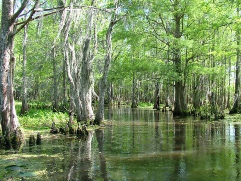 New Orleans: Honey Island Swamp Tour - Authentic, Educational, and Memorable