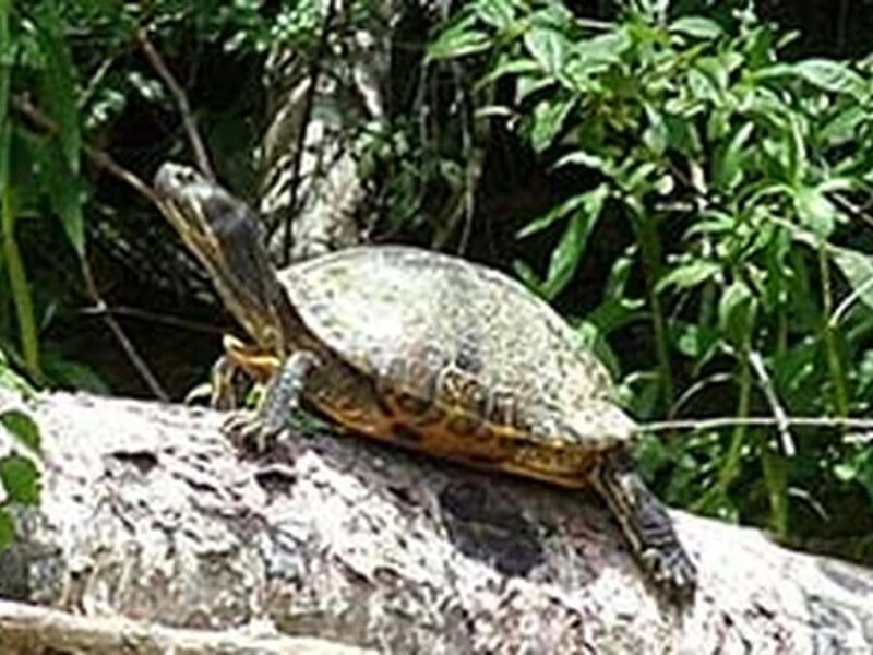 New Orleans: Honey Island Swamp Tour - The Sum Up: Who Will Love This Tour?