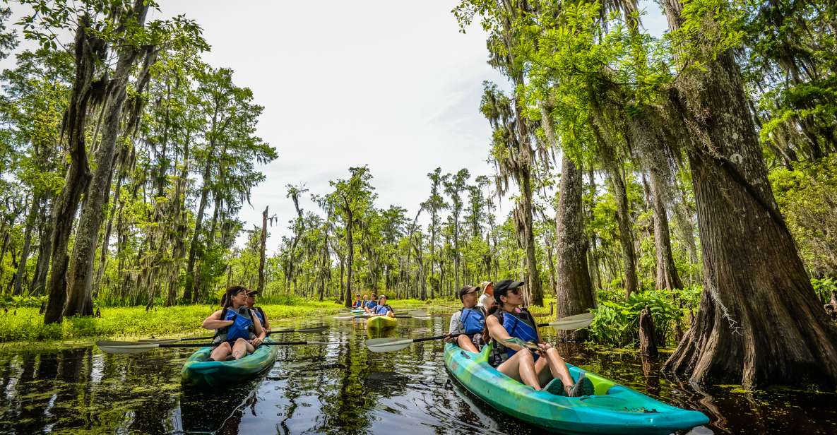 New Orleans: Manchac Magic Kayak Swamp Tour - Discovering Wildlife and Landscapes