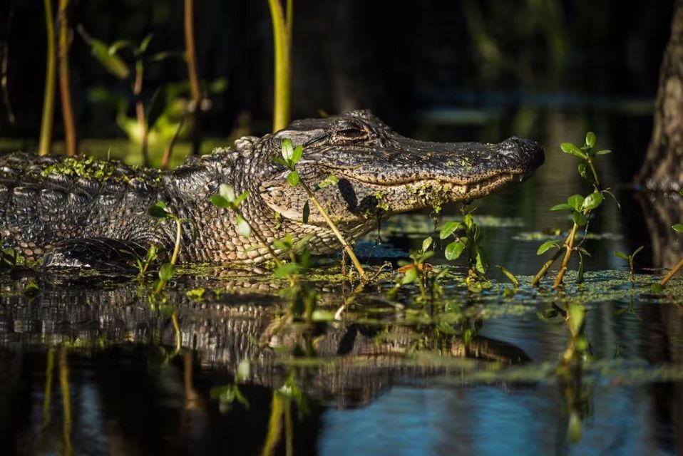 New Orleans: Manchac Magic Kayak Swamp Tour - Recommended Attire and Gear