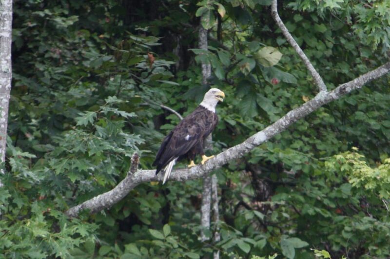 New Orleans: Oak Alley Plantation -N- Swamp Tour Full Day - What’s Not Included