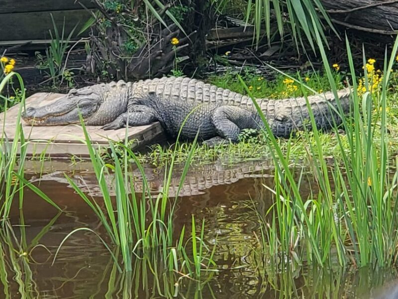 New Orleans: Oak Alley Plantation -N- Swamp Tour Full Day - Who Should Consider This Tour?