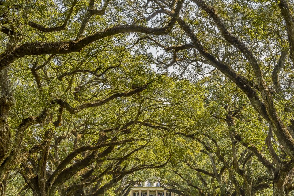 New Orleans: Oak Alley Plantation & Swamp Cruise Day Trip - Itinerary