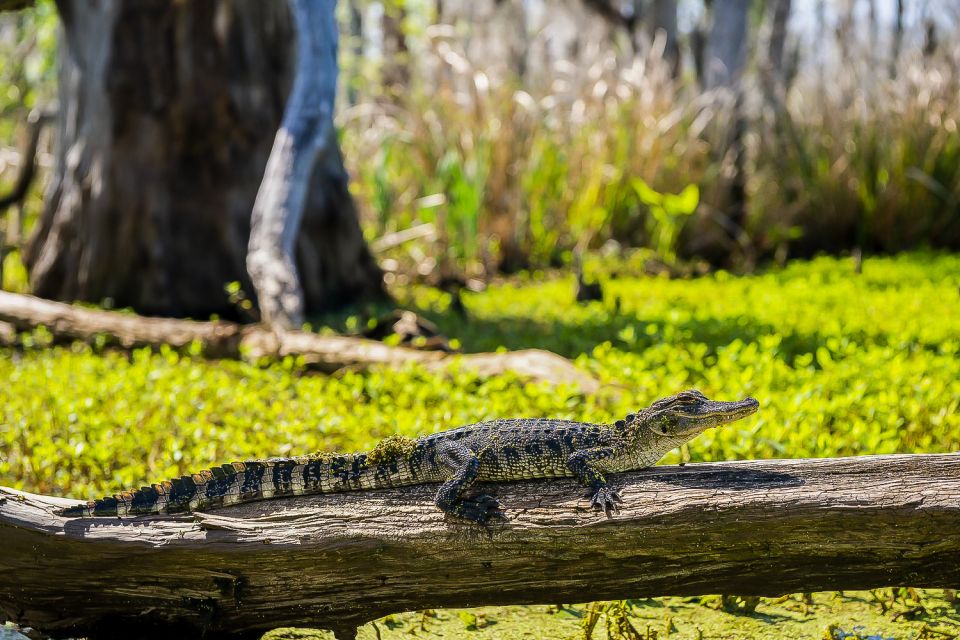 New Orleans: Oak Alley Plantation & Swamp Cruise Day Trip - Pickup Time