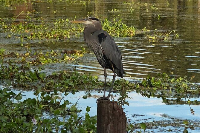 New Orleans Premium Six-Passenger Airboat Adventure - A Closer Look at the Experience