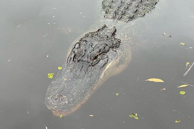New Orleans Premium Six-Passenger Airboat Adventure - Final Thoughts: Is It Worth It?