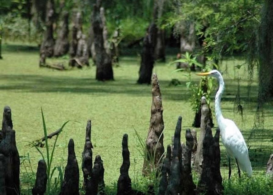 New Orleans: Private Guided City Tour - Highlights and Inclusions of the Tour