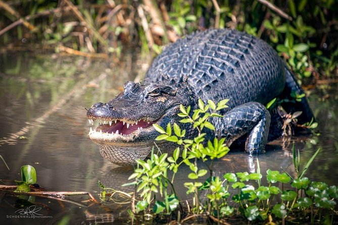 New Orleans Self-Transport Swamp and Bayou Boat Tour - Inclusions and Transportation