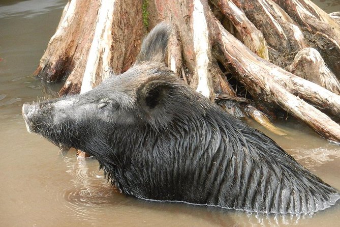 New Orleans Self-Transport Swamp and Bayou Boat Tour - Experience on the Boat