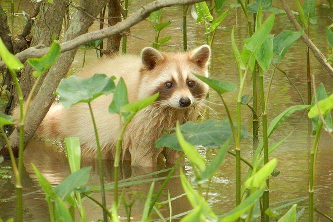 New Orleans Swamp and Bayou Boat Tour With Transportation - Frequently Asked Questions