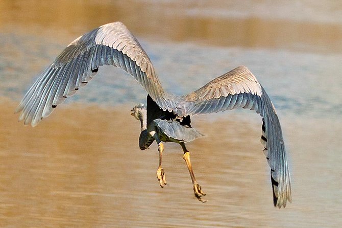 New Orleans Swamp and Bayou Sightseeing Tour With Transportation - Transportation and Meeting Points