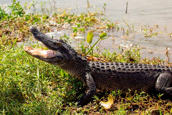 New Orleans Swamp and Bayou Sightseeing Tour With Transportation - Accessibility and Recommendations