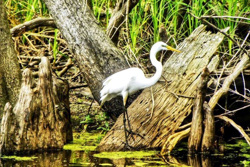 New Orleans: Swamp Boat Ride and Historic Plantation Tour - Destrehan Plantation