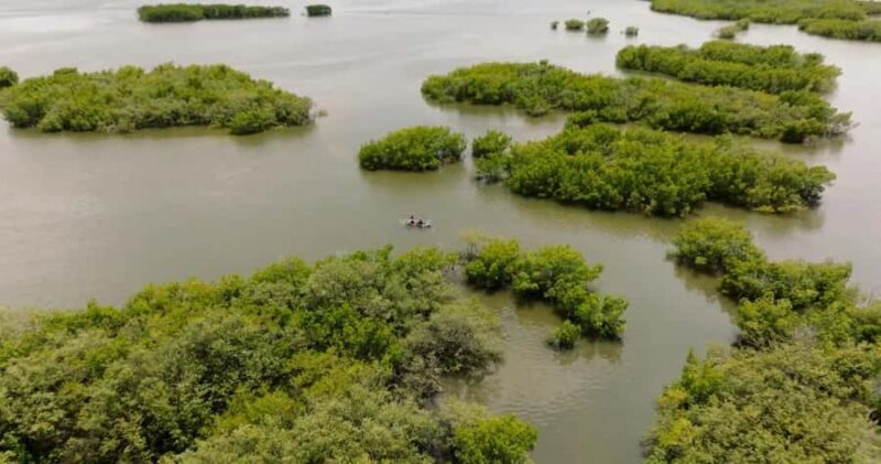 New Smyrna Beach: Guided Clear Kayak Tour with Wildlife - Exploring New Smyrna Beach’s Kayak Adventure: What It’s All About