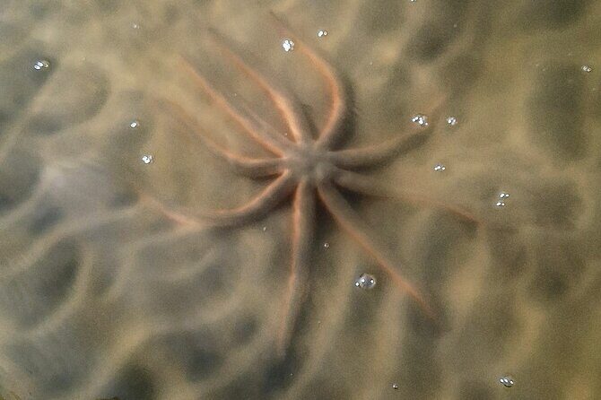 New Smyrna Mangrove Paddle & Mimosa Tour - FAQ: Practical Questions About the Tour