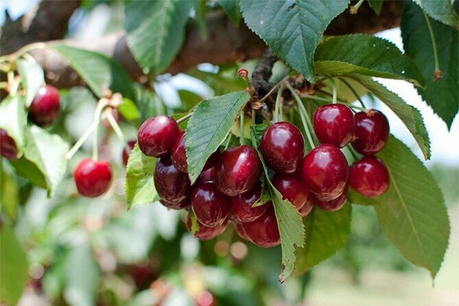 New South Wales Cherry Picking Tour - Key Points