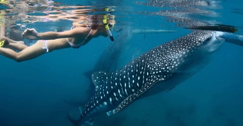 New Whale Shark Encounter Experience in Cancun !! - Final Thoughts