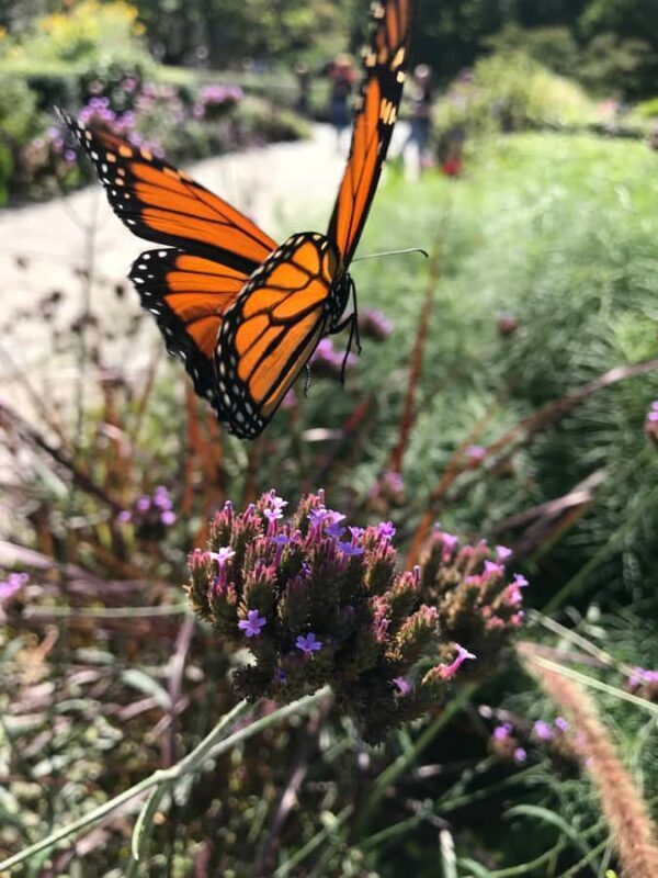 New York: Central Park Selfie Tour with Photographer - Accessibility and Practicalities