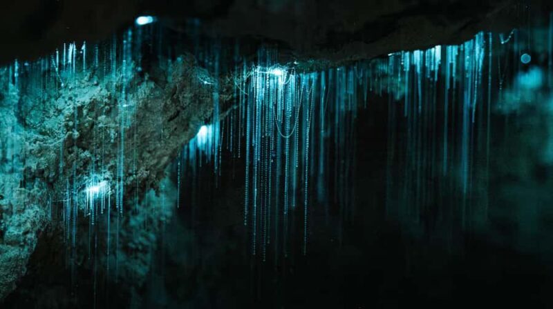 New Zealand: Milky Way Glowworm Cave Tour - What Makes This Tour Stand Out