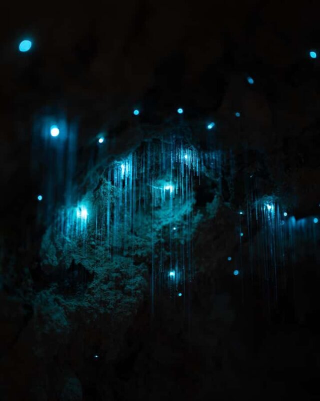 New Zealand: Starburst Cathedral in Milky Way Glowworm Cave - Pricing and Value