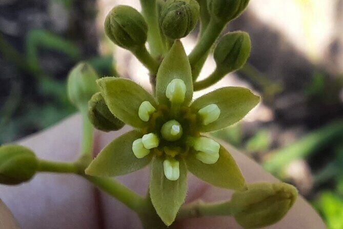 New Zealand Tauranga Tour with Transportation and Snacks - An In-Depth Look at the Tour Experience  