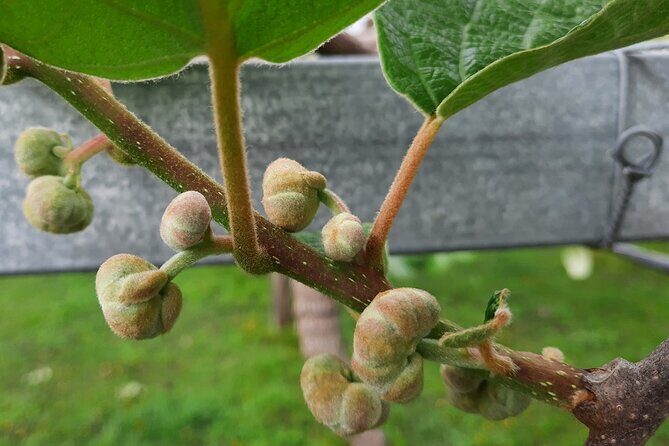 New Zealand Tauranga Tour with Transportation and Snacks - The Value of This Tauranga Tour  