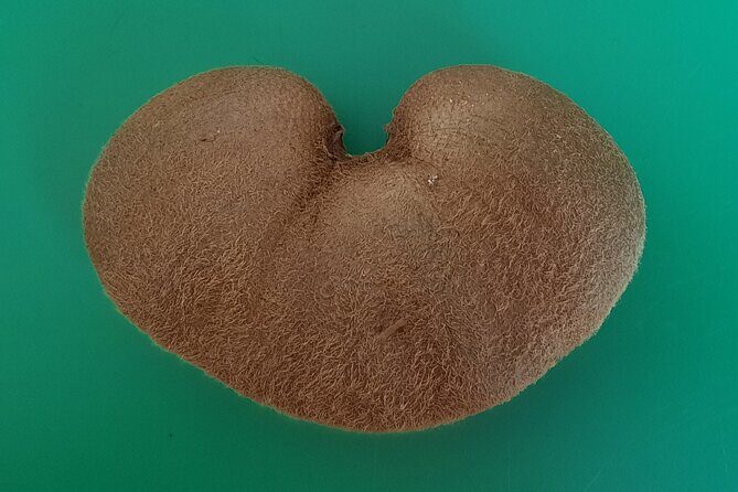 New Zealand Tauranga Tour with Transportation and Snacks - Frequently Asked Questions  