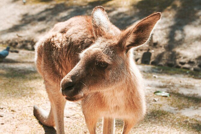 Newcastle: Animal Lovers Tour - Kangaroos, Dolphins & more! - Perfect For...