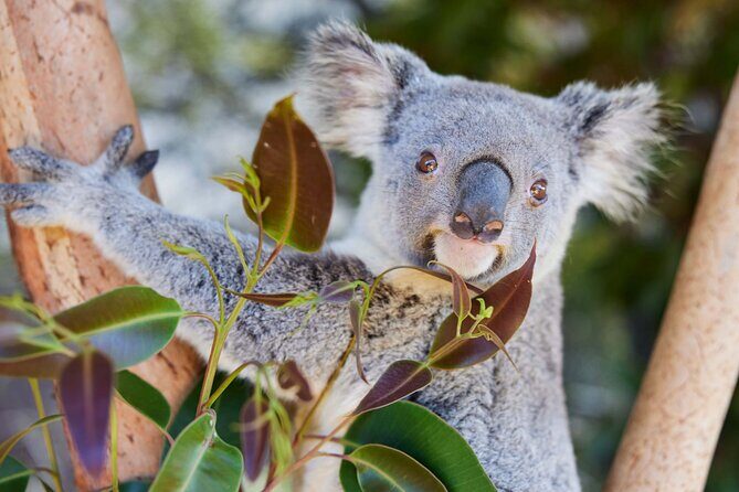 Newcastle: Animal Lovers Tour - Kangaroos, Dolphins & more! - Final Thoughts