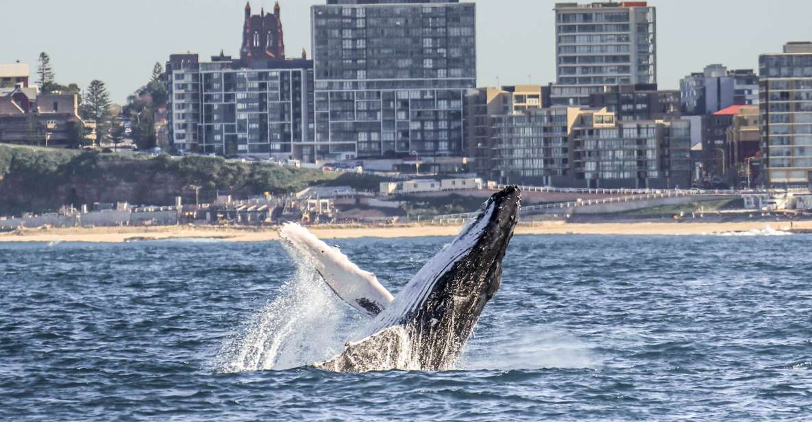 Newcastle: Humpback Whale Watching Cruise and Harbor Tour - Experience