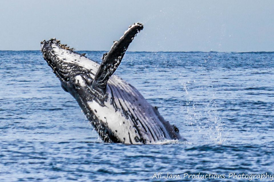 Newcastle: Humpback Whale Watching Cruise and Harbor Tour - Itinerary