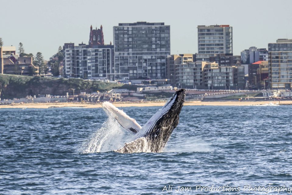 Newcastle: Humpback Whale Watching Cruise and Harbor Tour - Highlights