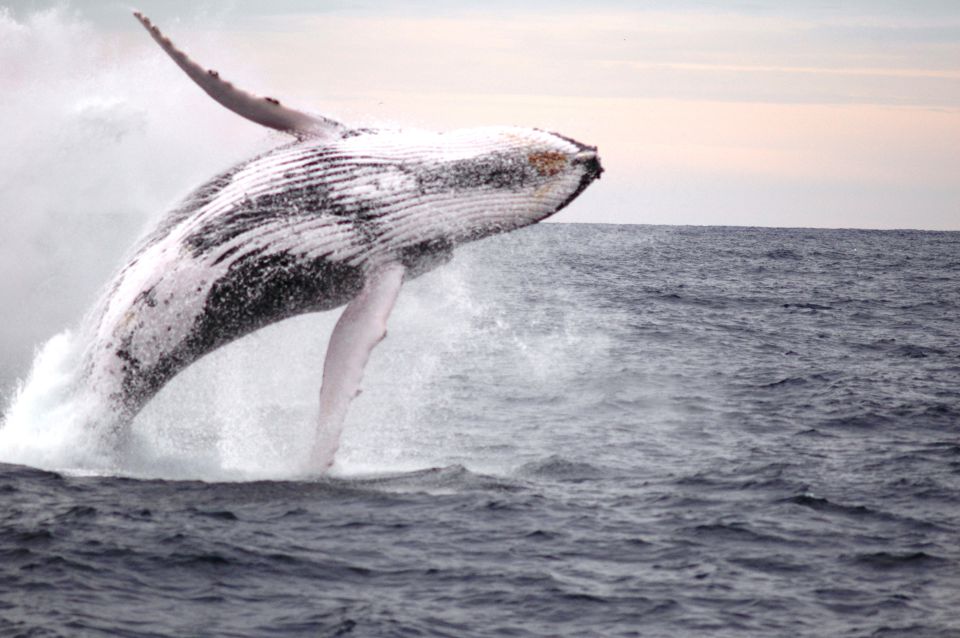 Newcastle: Humpback Whale Watching Cruise and Harbor Tour - Directions