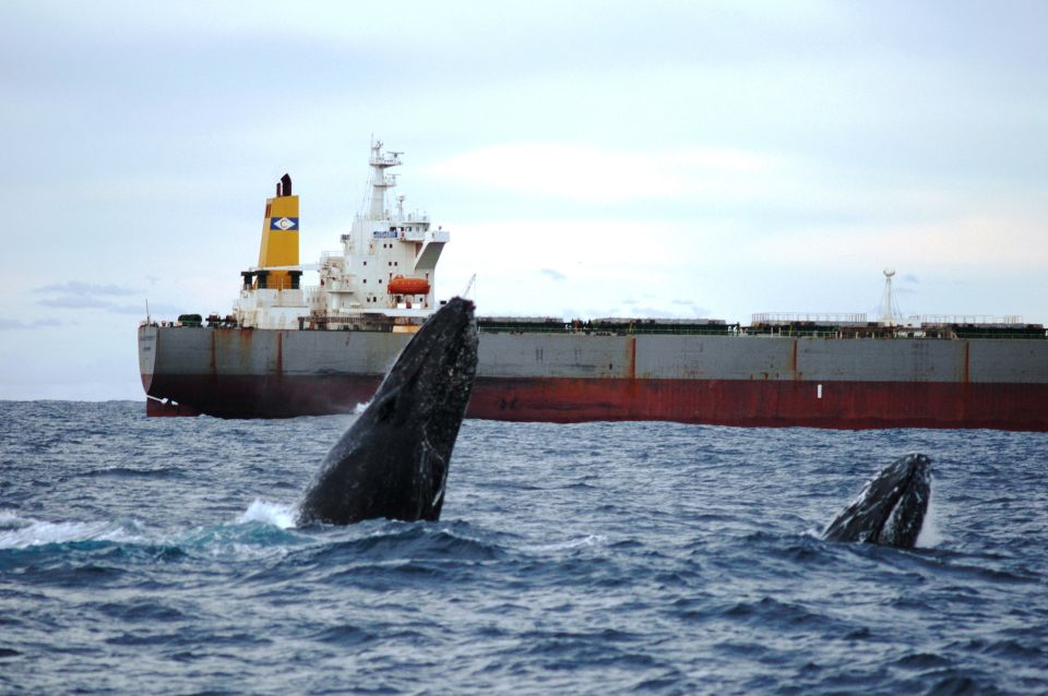 Newcastle: Humpback Whale Watching Cruise and Harbor Tour - Recap