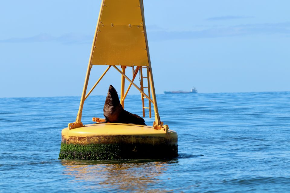 Newcastle: Small Group Humpback Whale Encounter Tour - Key Points