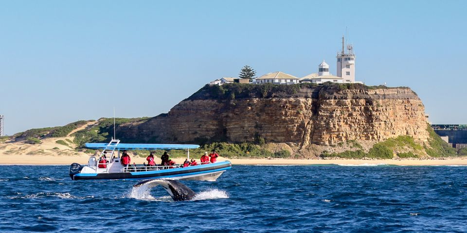 Newcastle: Small Group Humpback Whale Encounter Tour - Booking Information