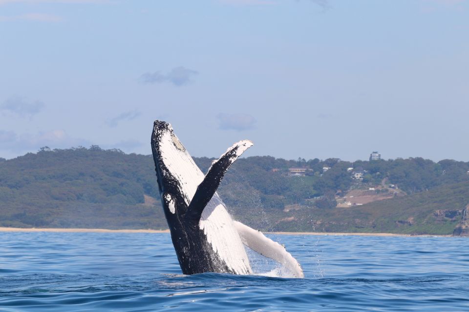 Newcastle: Small Group Humpback Whale Encounter Tour - Inclusions