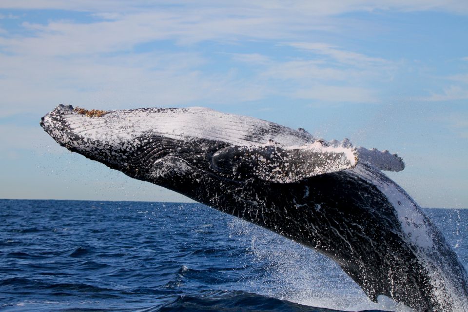 Newcastle: Small Group Humpback Whale Encounter Tour - Customer Reviews