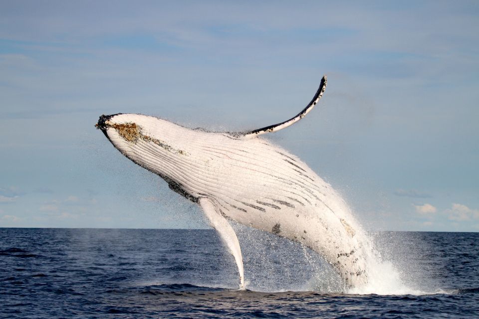 Newcastle: Small Group Humpback Whale Encounter Tour - Recap