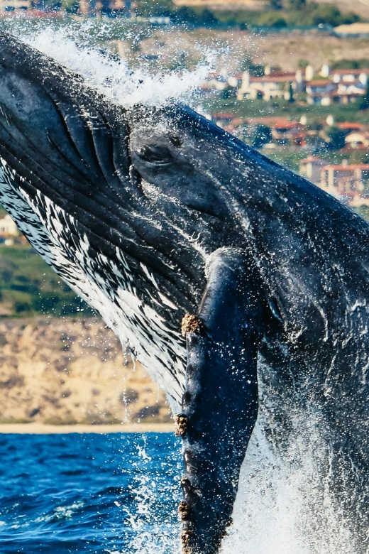 Newport Beach: 2-Hour Whale Watching Tour - What to Expect