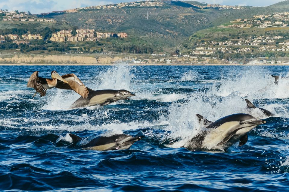 Newport Beach: 2-Hour Whale Watching Tour - Accessibility and Cancellation