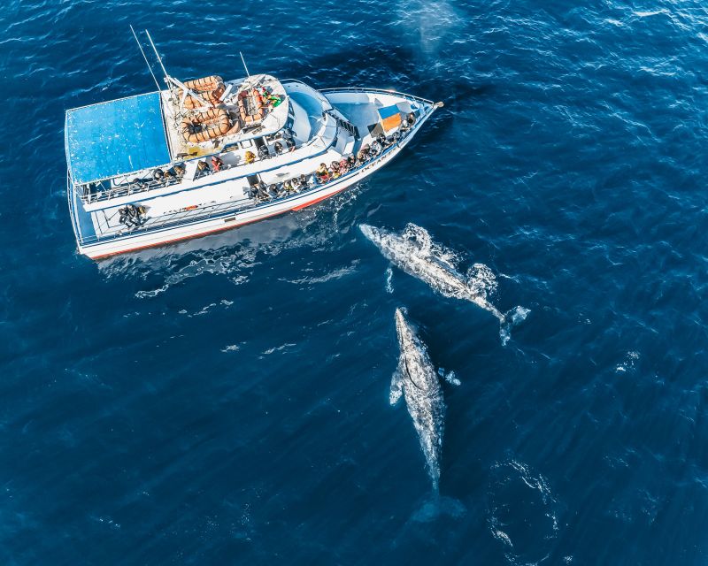 Newport Beach: 2-Hour Whale Watching Tour - Safety and Sustainability